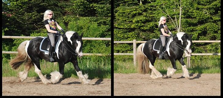 Irish Cob Swoop Van Hippolacta - # 19 - Træning, sommeren 2010 billede 19