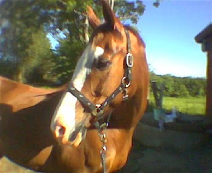 Anden særlig race Paw den dejlige...<3 - sikker en hotti <3<3<3 billede 1