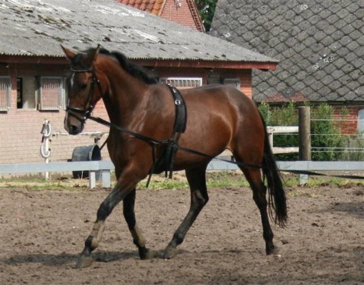 Anden særlig race Kongelundens Smilla  - Kongelundens Smilla Foto:Mig billede 7