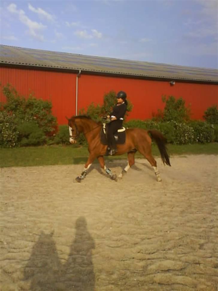 Anden særlig race Paw den dejlige...<3 - B hest- det er hvad han er ! billede 2