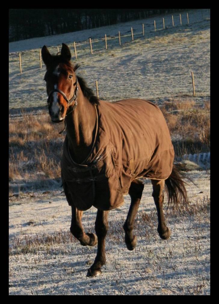 Anden særlig race Kongelundens Smilla  - Kongelundens Smilla 31 dec. 07 foto:mig billede 9