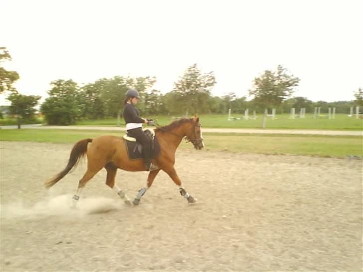 Anden særlig race Paw den dejlige...<3 - Fri trav- lækker trav ;) billede 3