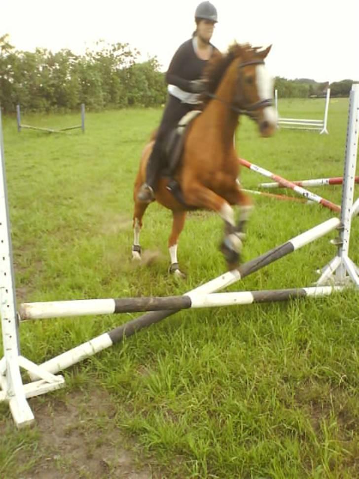 Anden særlig race Paw den dejlige...<3 - spring- for fanden det køre bare det her;) billede 5