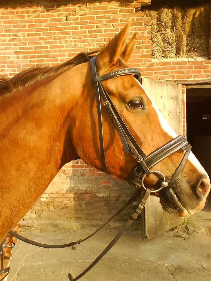 Anden særlig race Paw den dejlige...<3 - smukke_ Aarh det er Mr. Beuati vi har på billedet <3  billede 6