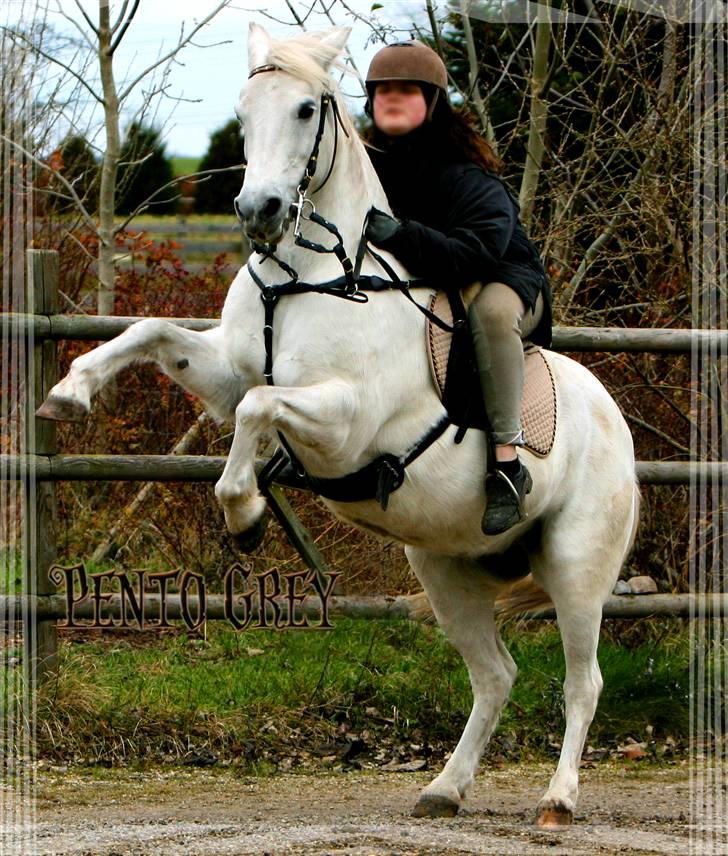 Anden særlig race Pento Grey - # 2 Billedet taget af min morfar, en dag, hvor Pento var godt hys. Min spanske skønhed 8D billede 2