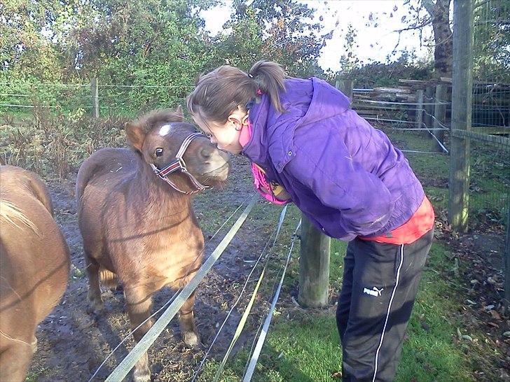 Shetlænder Kærbygaards Nuggi *Trunte - Pænt velkommen til dig :) billede 1