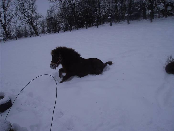 Shetlænder Kærbygaards Nuggi *Trunte - jeg pjusker mig lige :) billede 2