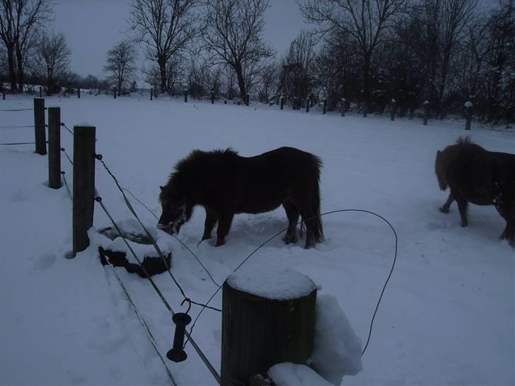 Shetlænder Kærbygaards Nuggi *Trunte - er den tom?:D ..´´nej nuggi det er is :) billede 3