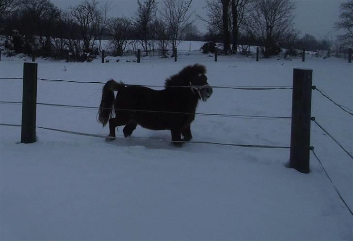 Shetlænder Kærbygaards Nuggi *Trunte - elsker det billede :) billede 4
