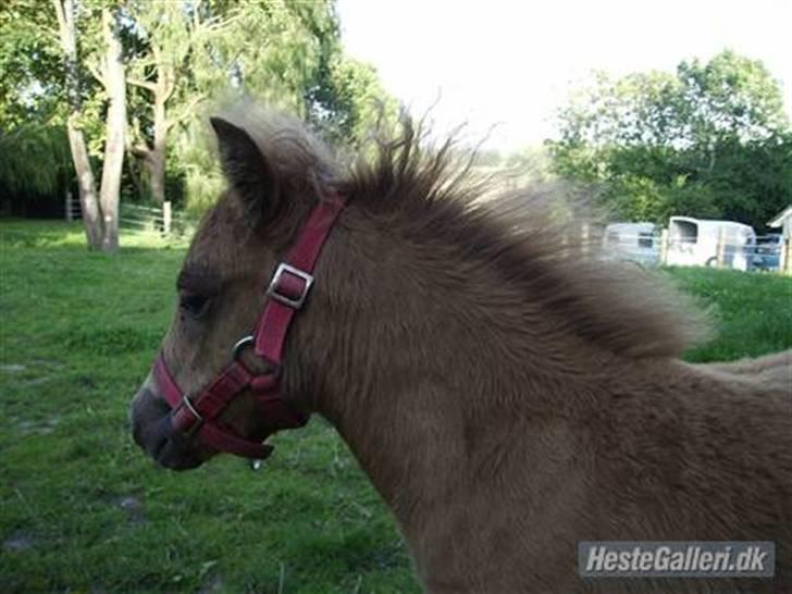 Shetlænder Kærbygaards Nuggi *Trunte - nyfødt & dejlig som altid :) billede 5