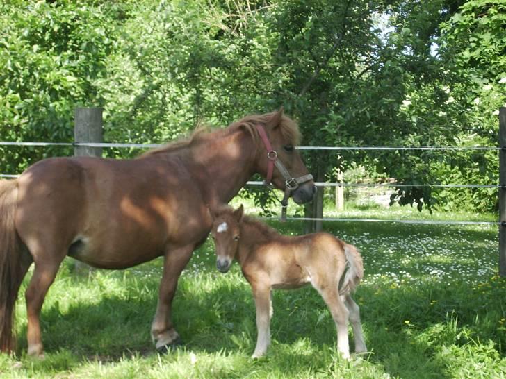 Shetlænder Kærbygaards Nuggi *Trunte - nyfødt igen ;-) billede 6
