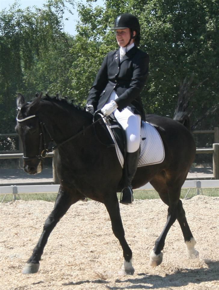 New Forest elmholts dream dancer   - velkommen til elmholts dream dancers profil . smid gerne en bedømmelse tak ;D Billed: aktiv fritid cup finale 2008 billede 1