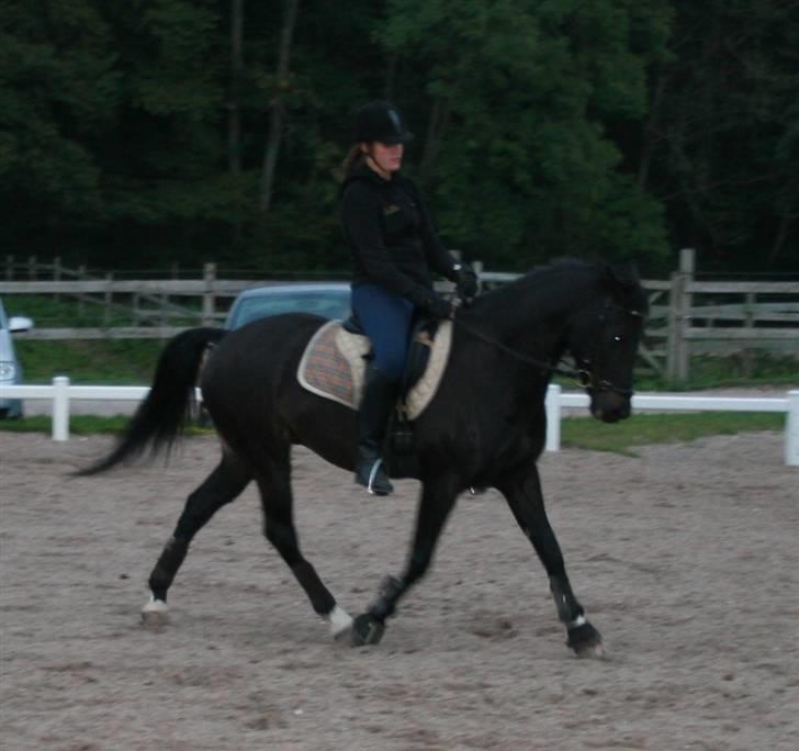 New Forest elmholts dream dancer   - sep 08 billede 2