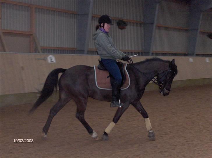 New Forest elmholts dream dancer   - feb. 08 smukke dudi  billede 3