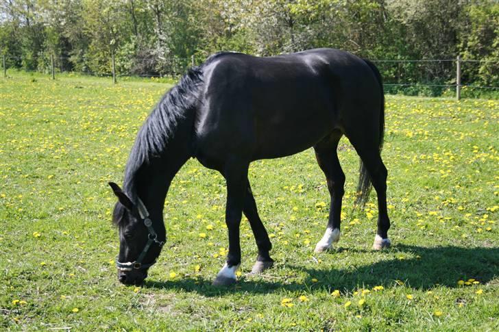 New Forest elmholts dream dancer   - april 08 smukke dudi billede 4