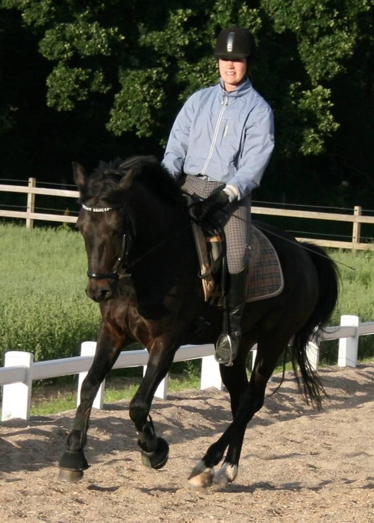 New Forest elmholts dream dancer   - sep08 billede 5