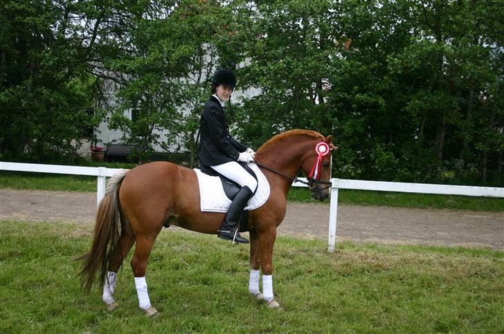 Welsh Pony af Cob-type (sec C) Faxi (solgt) - efter lc3 red lige til 69.16....red lc1 til 70% billede 4