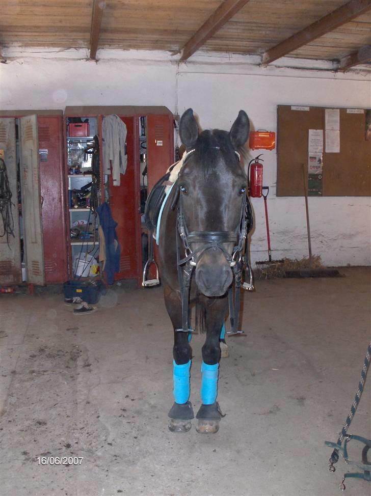 New Forest elmholts dream dancer   -  sommer 07 .  foto: P . nøddesbo billede 6