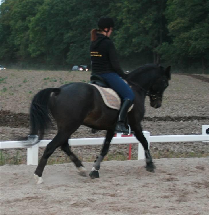 New Forest elmholts dream dancer   - sep 08  billede 7