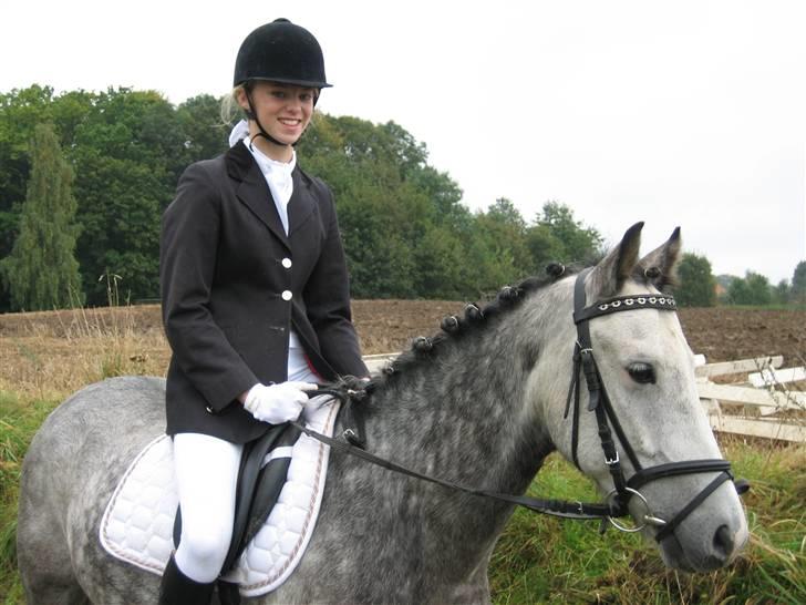 New Forest Firfod Filejs - Solgt - Firfod Filejs. billede 1