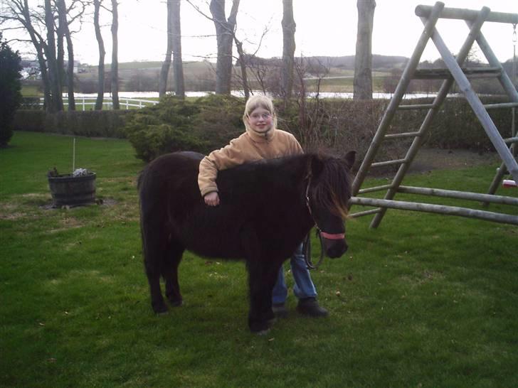 Shetlænder Mai Af Nordals - Billedet er ca. fra 2001 så  mega  gammelt..  er grim på det billed..  billede 2