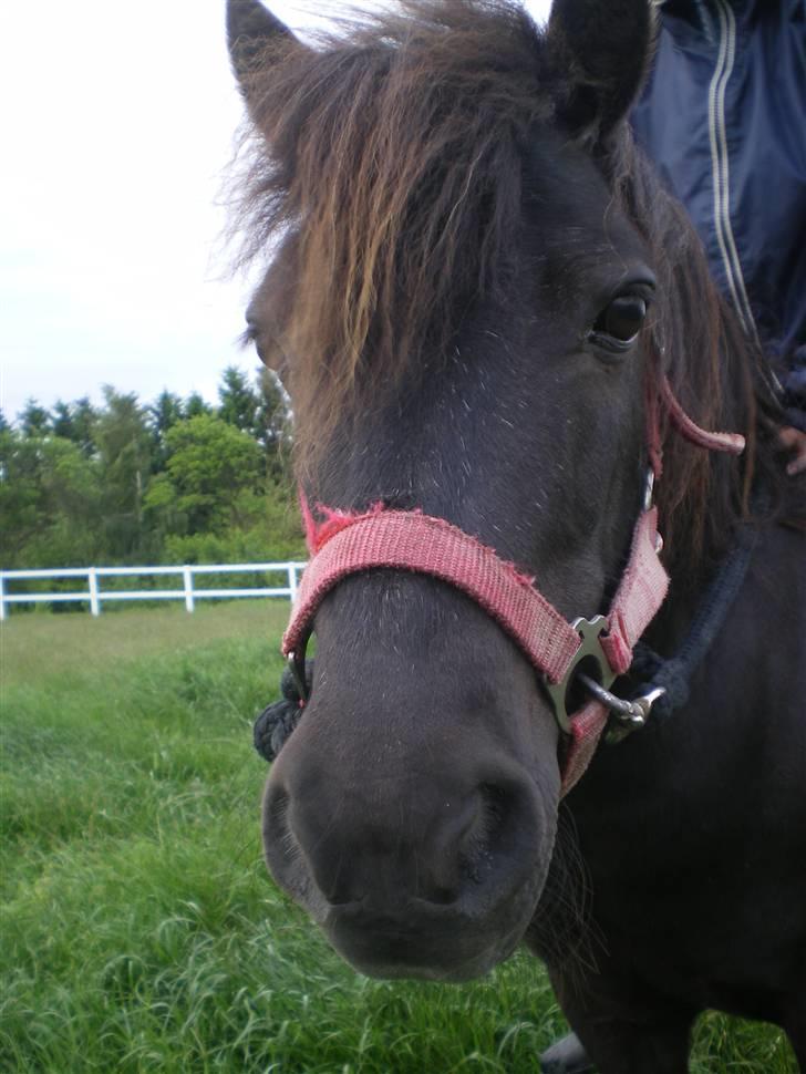 Shetlænder Mai Af Nordals - Hendes hoved.. :D billede 3