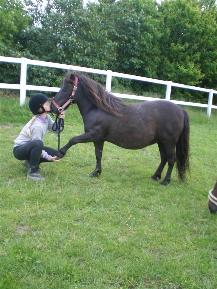 Shetlænder Mai Af Nordals - Møzzer og holder i hov/hånd billede 4