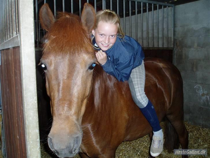 New Forest Prins, solgt - Prins og mig. Prins kigger lige ud<33 billede 13
