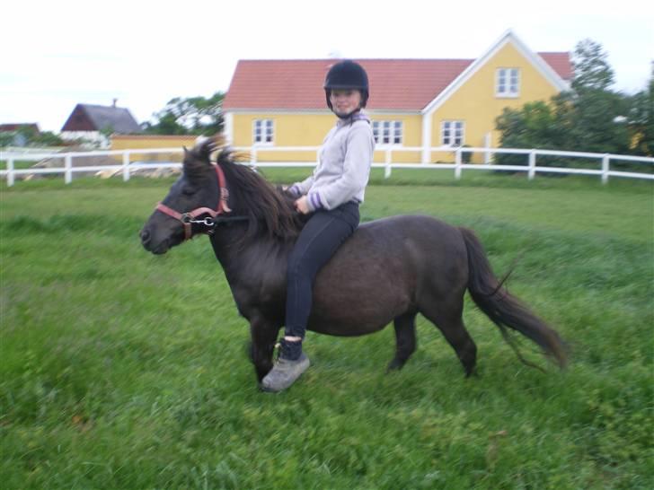 Shetlænder Mai Af Nordals - trav..  billede 5