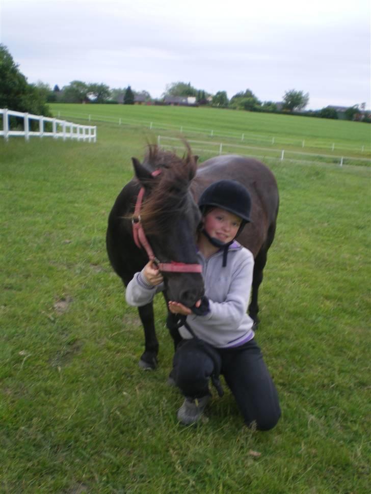 Shetlænder Mai Af Nordals - hygge igen billede 6