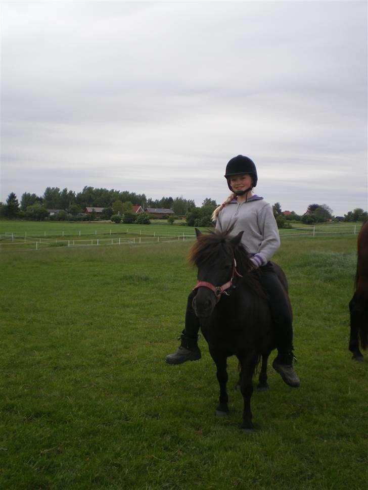 Shetlænder Mai Af Nordals - oz igen billede 7