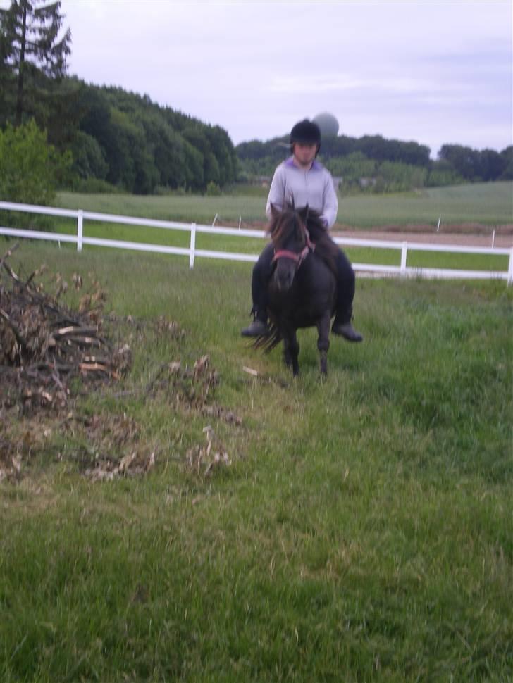 Shetlænder Mai Af Nordals - trav billede 8