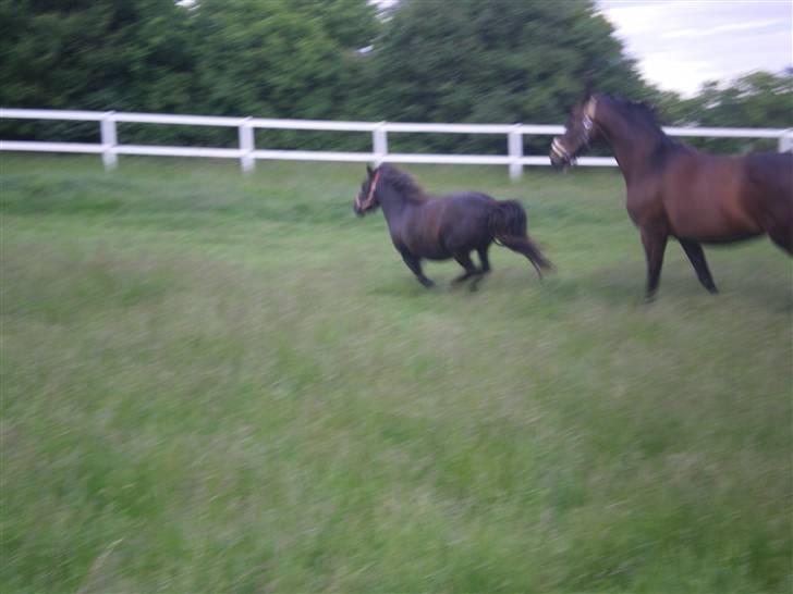 Shetlænder Mai Af Nordals - galopere sammen med sin foldmakker billede 9