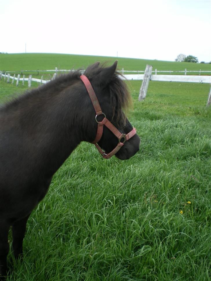 Shetlænder Mai Af Nordals - Hvad er det du har fået øje på mon ? billede 10