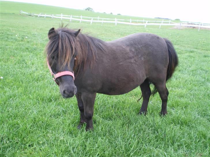 Shetlænder Mai Af Nordals - den smukke Mai billede 11