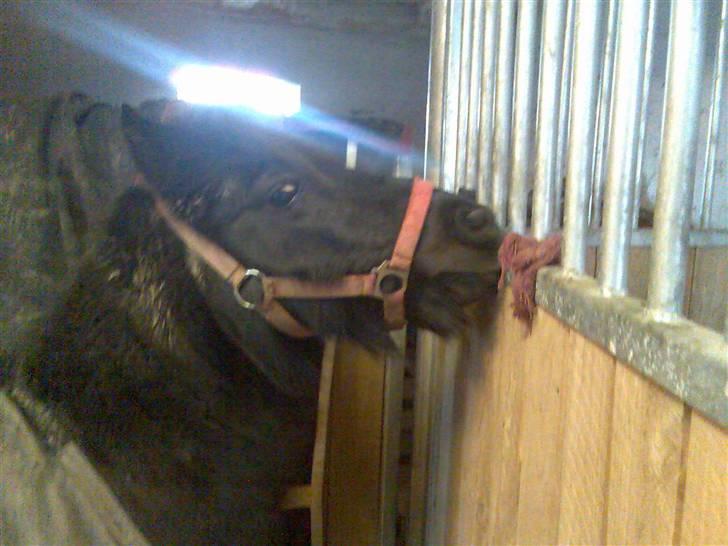 Shetlænder Mai Af Nordals - undskylder kvalitetten...  billede 12