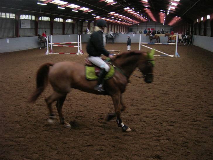 Svensk Varmblod Helios - helios i kolding opvarmning billede 6
