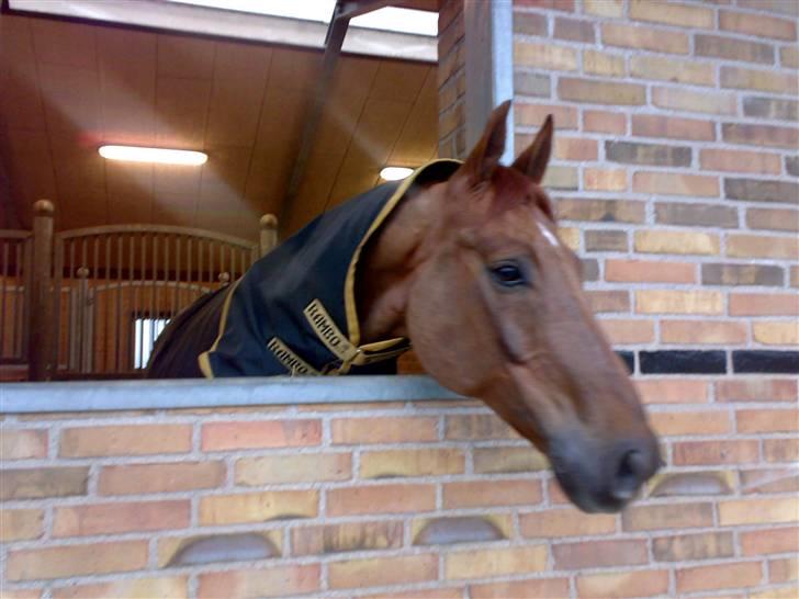 Svensk Varmblod Helios - helios nyder lige lidt frisk luft i hans boks hos munkedal februar 08 billede 11