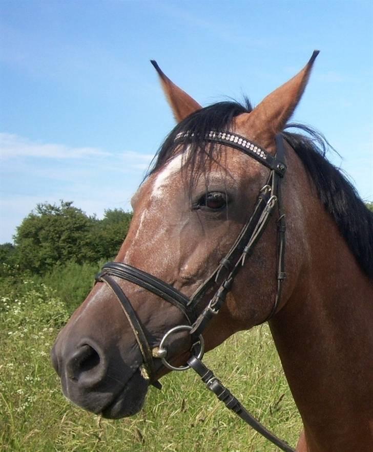 Anden særlig race Lucky - Lucky tager lige en tot gras inden hun skal ride:) billede 2