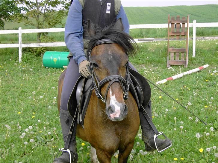 Hollandsk Sportspony Marleen * Solgt* billede 13