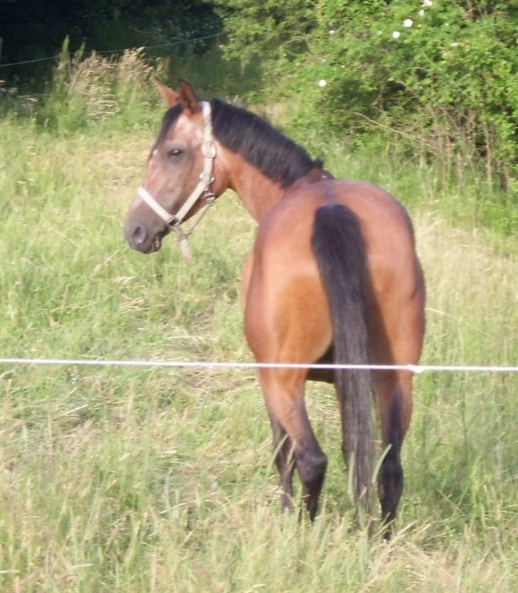 Anden særlig race Lucky - Tilbage på marken.. dejligt:D billede 6