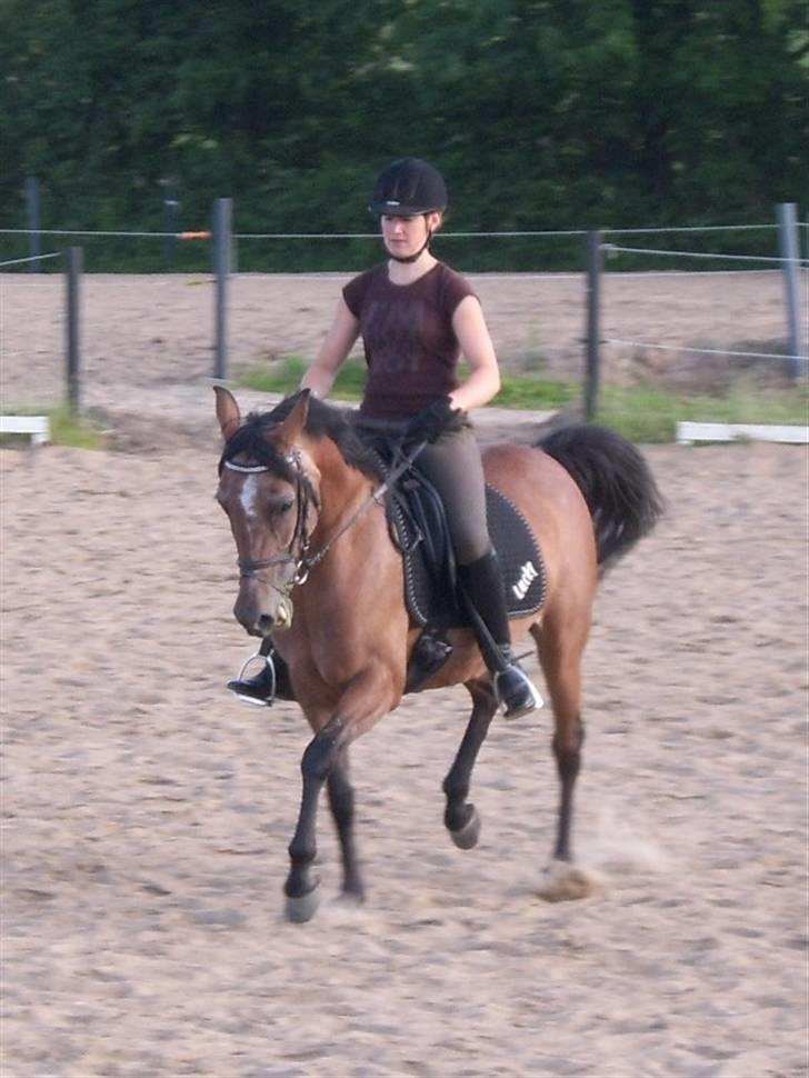Anden særlig race Lucky - middel trav, men ikke helt så flyvende som hun kan være.. billede 7