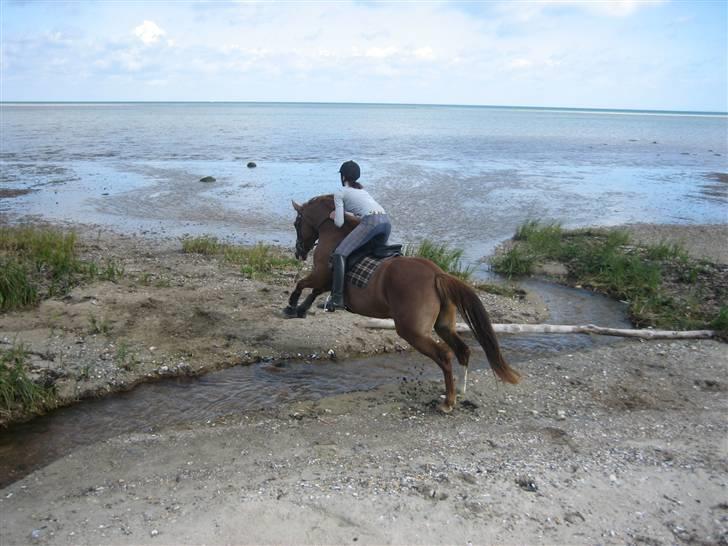 Hollandsk Sportspony  Destiny † R.I.P † - På vores rideferie i Fjellerup 2007.
Du gav mig de fedeste oplevelser <3 billede 13