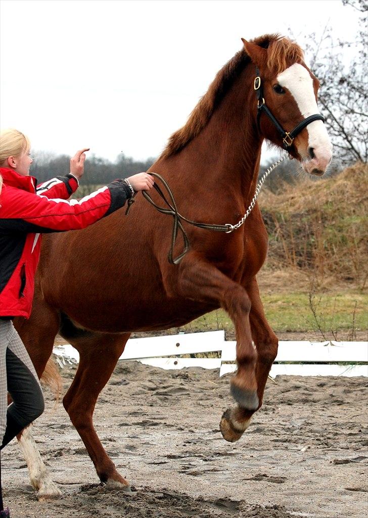 Hollandsk Sportspony  Destiny † R.I.P † - Vilde Prinsesse pony ;) Foto: Emilie.
Vil aldrig glemme dig <3 billede 14