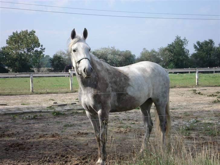 Pinto Bianca - Aflivet :'( - Bianca på fold :) billede 2