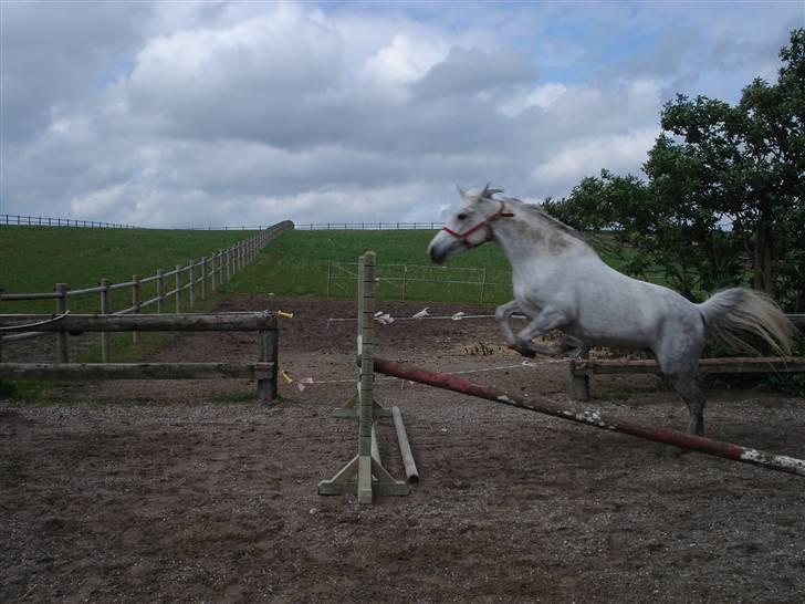 Pinto Bianca - Aflivet :'( - Bianca løst springer :) billede 3