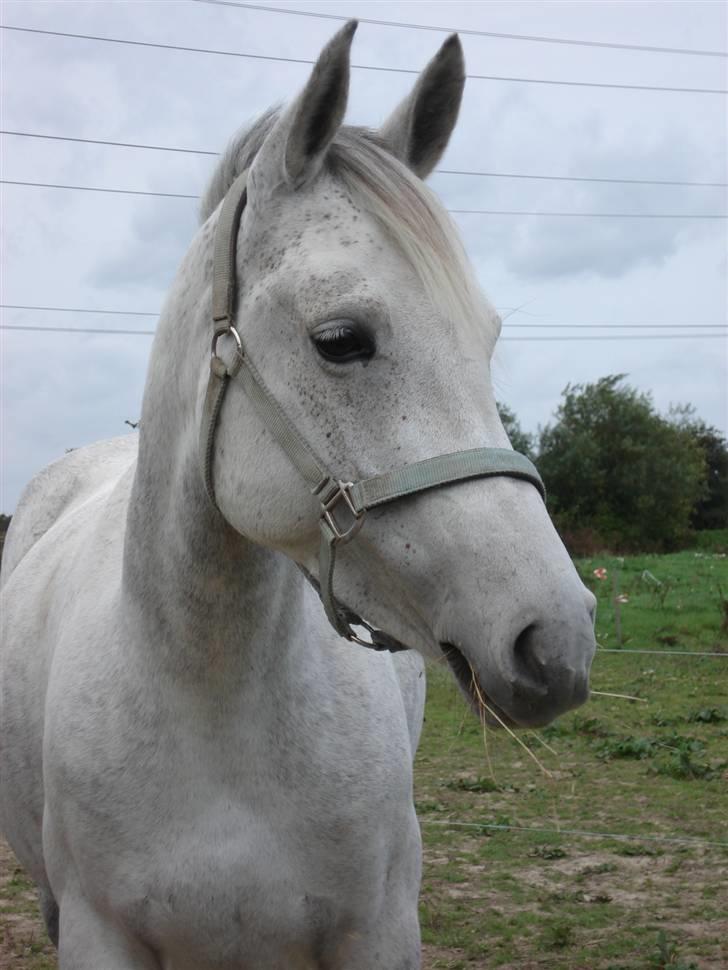 Pinto Bianca - Aflivet :'( - Ynglings billede:) billede 4