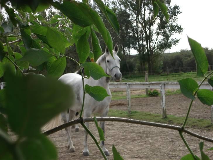 Pinto Bianca - Aflivet :'( - Hej mor står du og gemmer dig? billede 5