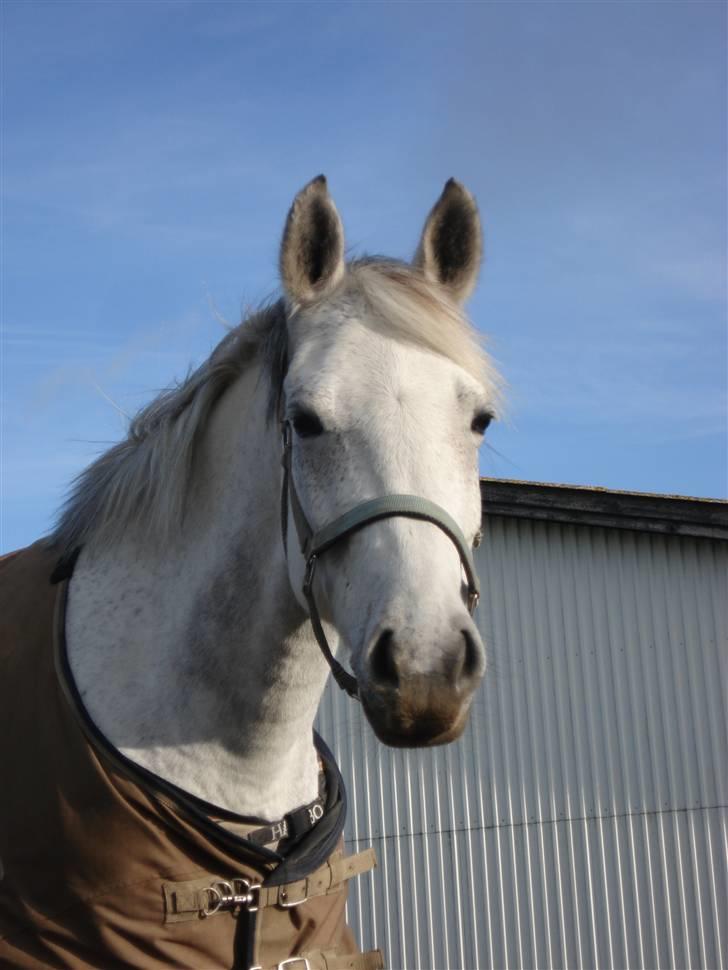 Pinto Bianca - Aflivet :'( - efterårsbillede.  billede 7