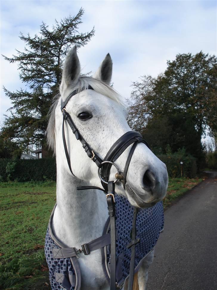Pinto Bianca - Aflivet :'( - er jeg ikk fotogen moar? billede 8
